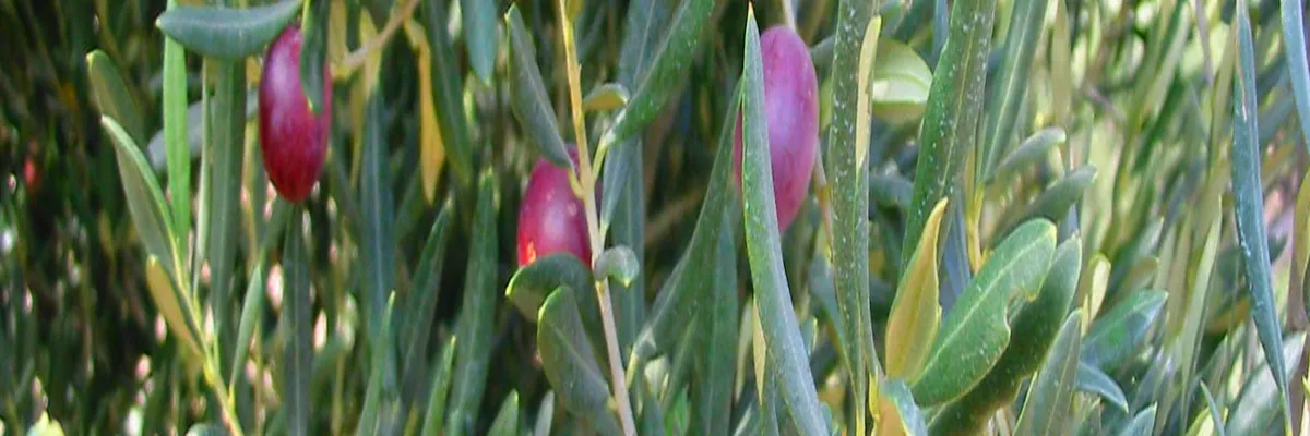 Image Fabricant piscine inox Mouriès